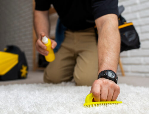 Pet Urine Treatment: Protecting Your Carpets, Rugs, and Upholstery